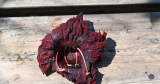 The Phytophactor: Friday Fabulous Flower