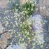 The Phytophactor: Friday Fabulous Flower