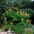 The Phytophactor: Friday Fabulous Flower