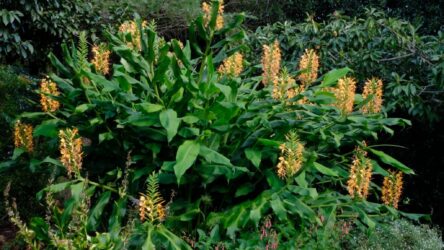 Ontmoet Anne Bishop |  Ginger Lily
