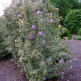Sharon’s Rose |  Bonte Hibiscus