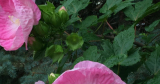 Friday Fabulous Flower – Big