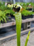 Te druk om te vliegen?  |  Sarracenia’s