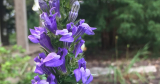 The Phytophactor: Friday Fabulous Flower