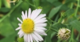 The Phytophactor: Friday Fabulous Flower
