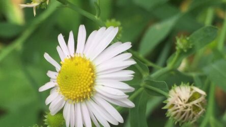The Phytophactor: Friday Fabulous Flower