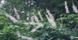 Friday Fabulous Flower – flessenborstel