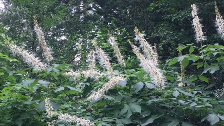 Friday Fabulous Flower – flessenborstel