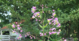 The Phytophactor: Friday Fabulous Flower