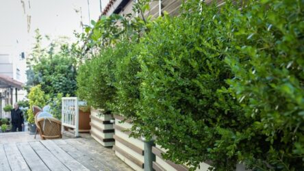 Grote bomen in een plantenbak in de tuin